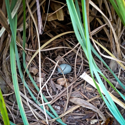 Hidden nest